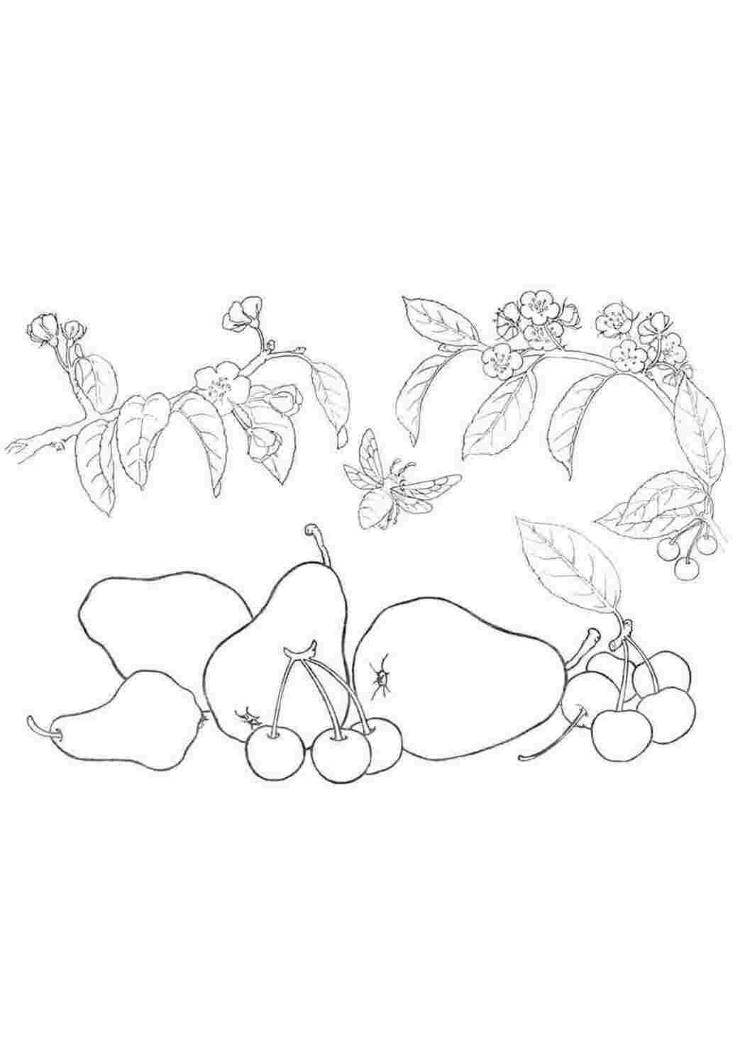 Раскраска Вкусные фрукты