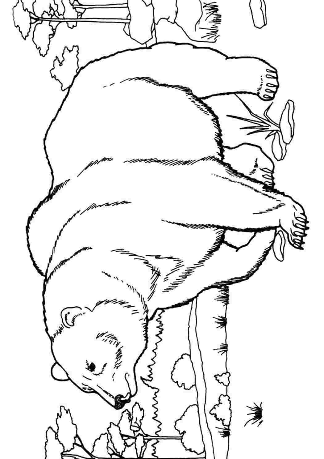 Раскраска медведь идет