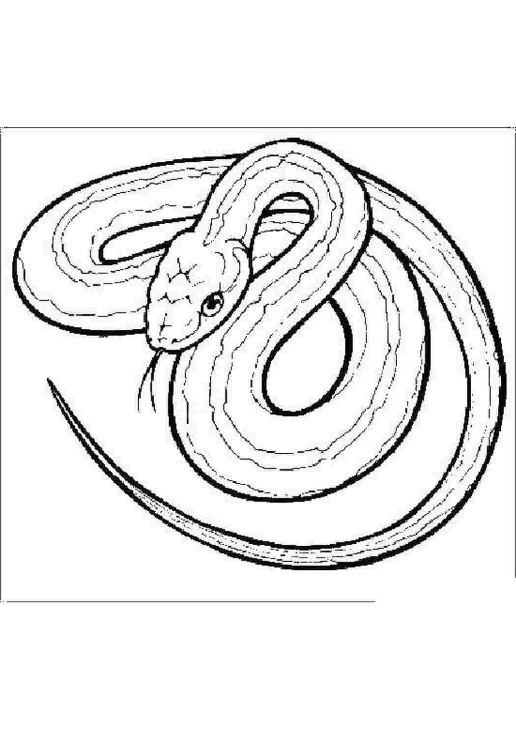 Раскраска Змея