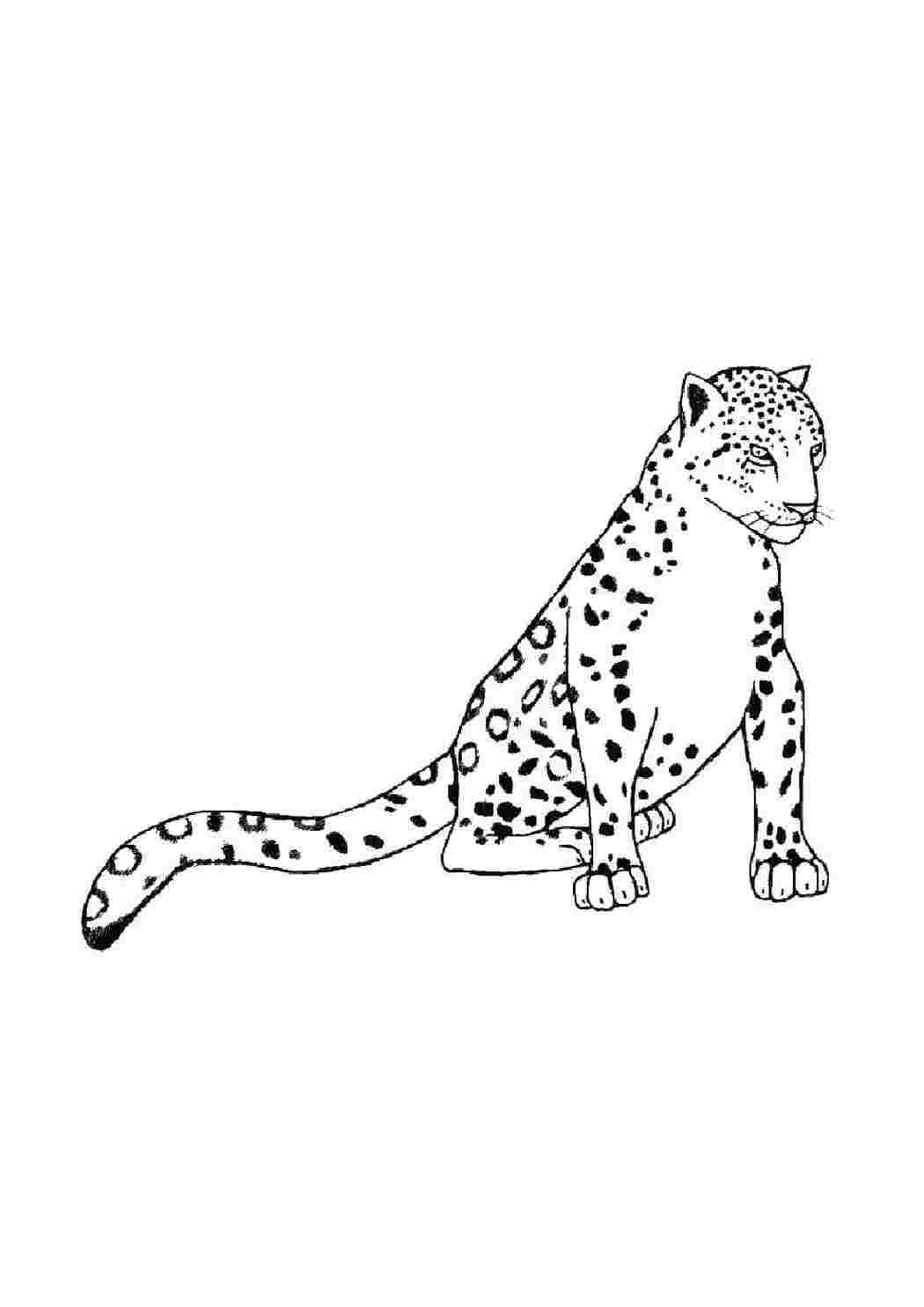 Раскраска Леопард