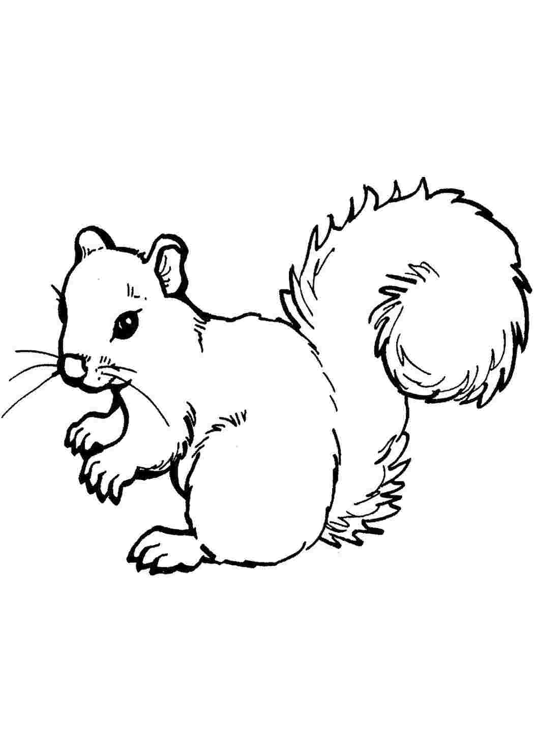 Раскраска Белка