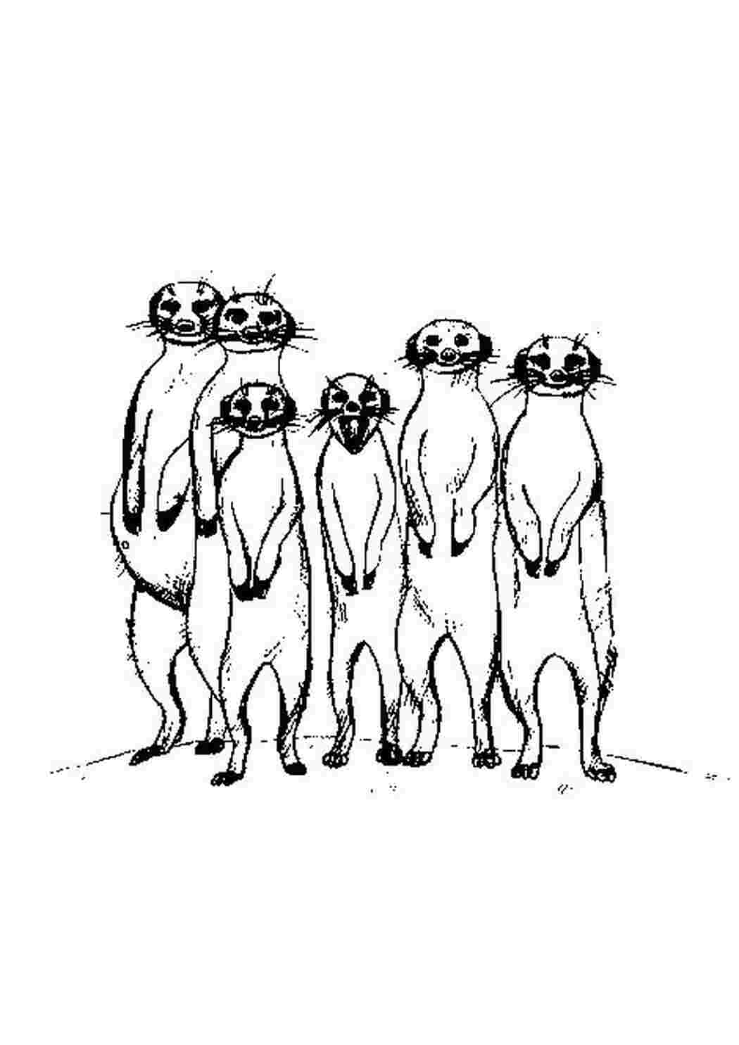 Раскраска Сурикаты стоят на задних лапках