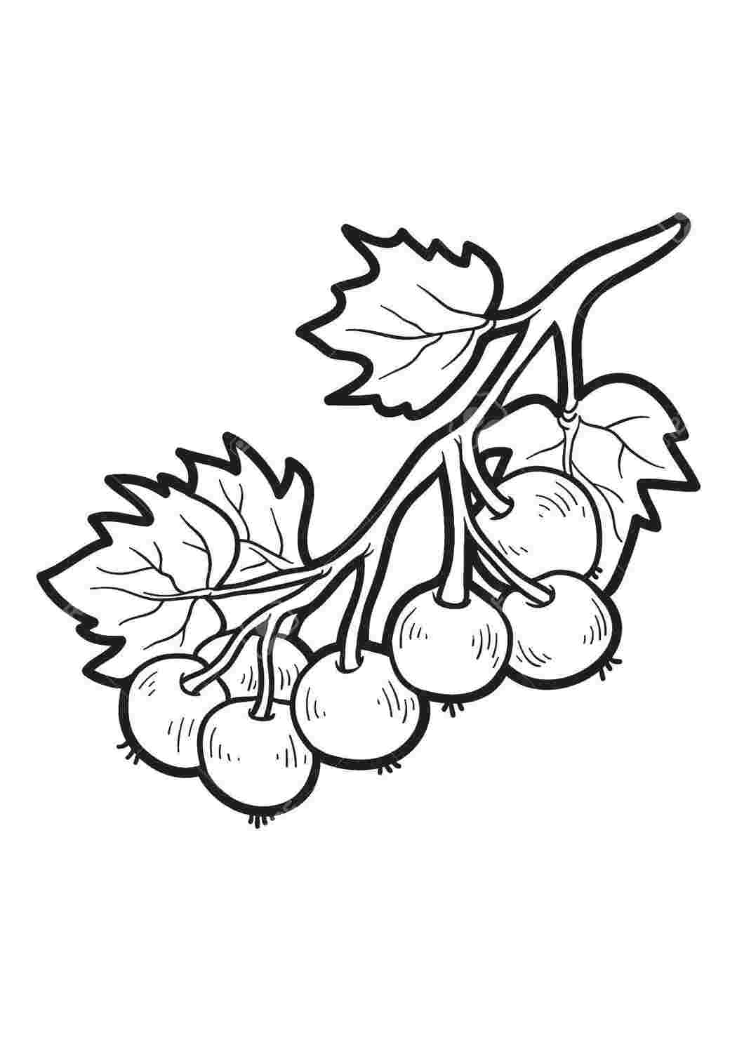 Раскраска Смородина