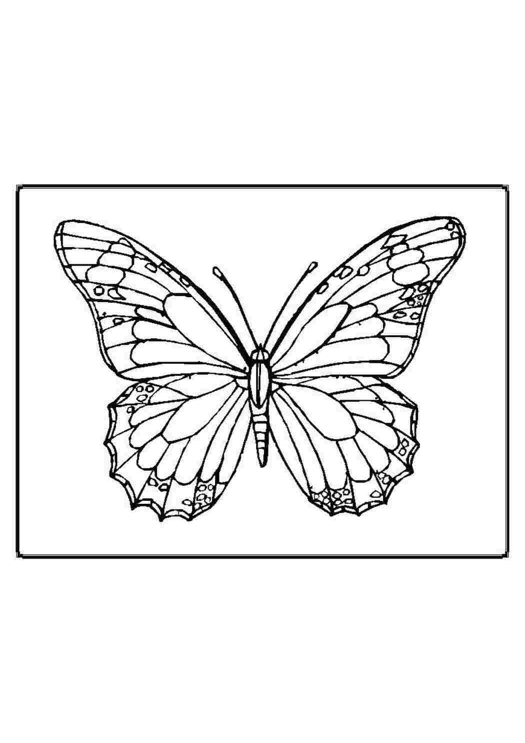 Раскраска Бабочка