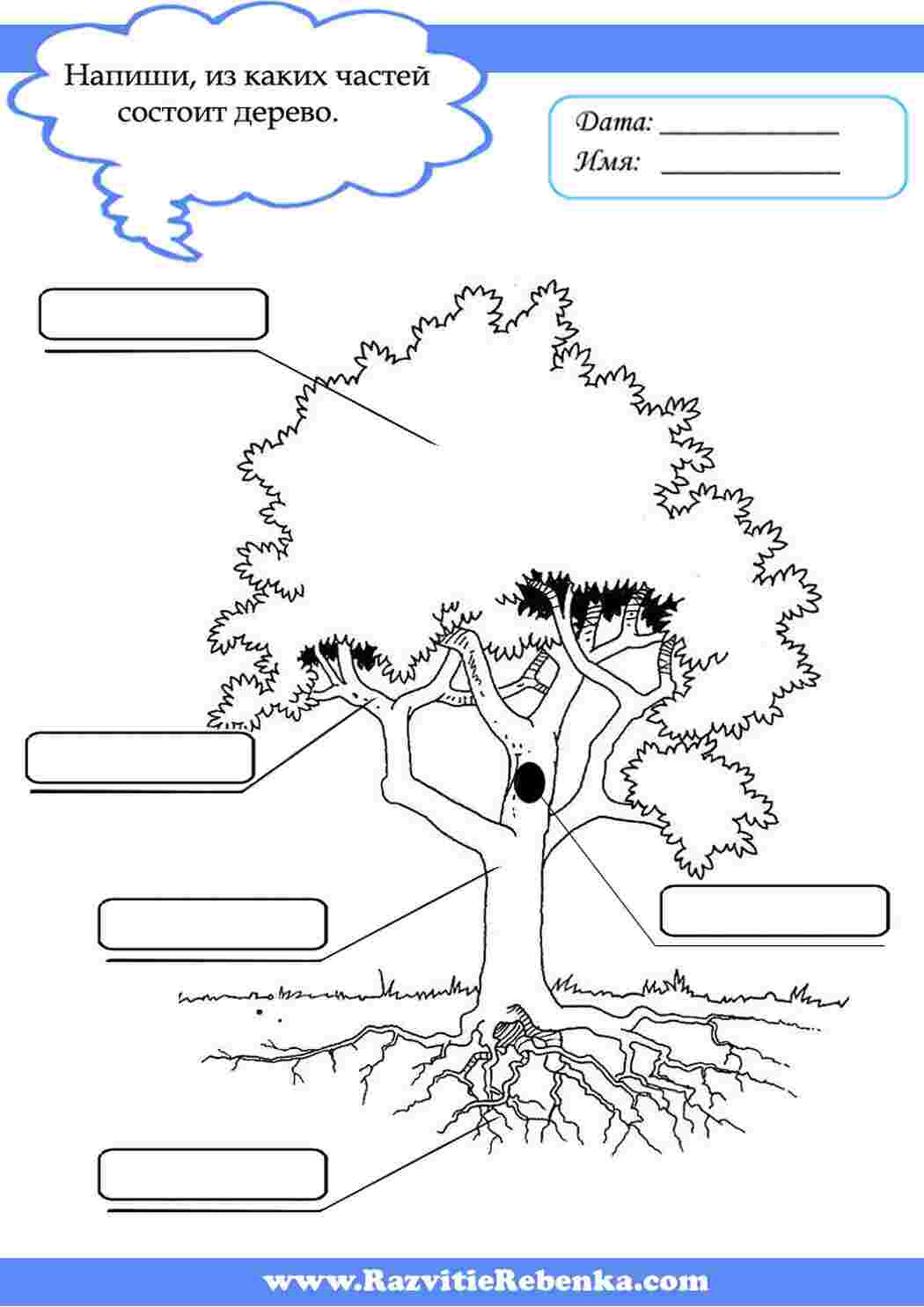 Подпиши части рисунка. Деревья задания. Деревья задания для дошкольников. Части дерева. Части дерева для дошкольников.
