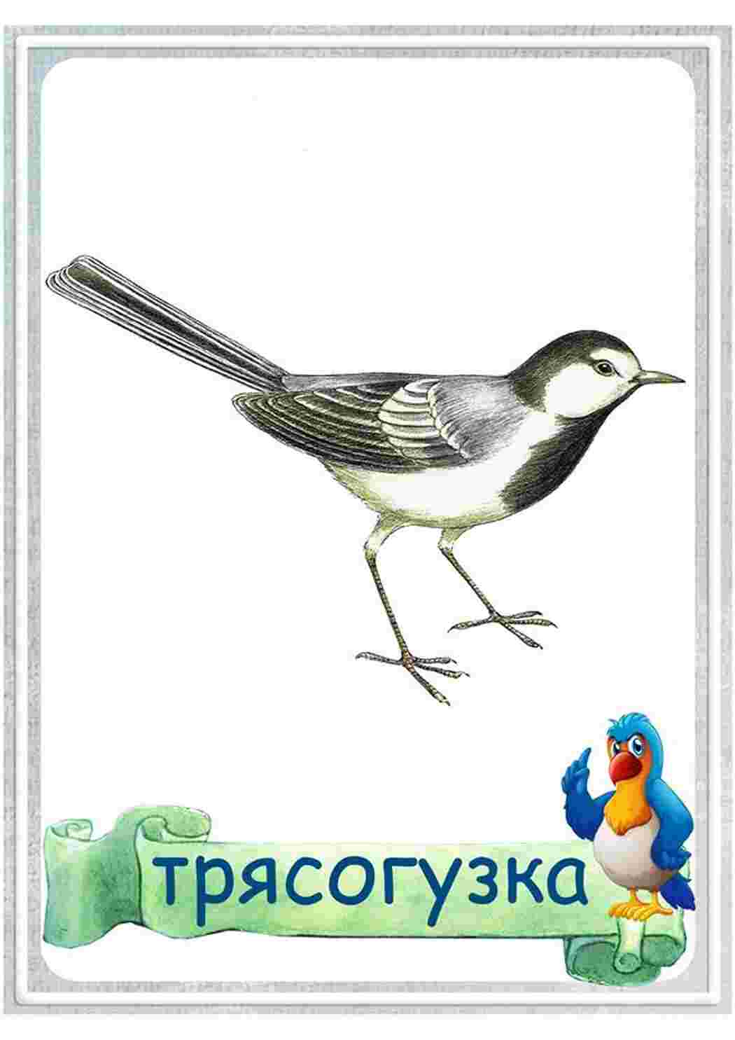 Раскраска карточка диких птиц 