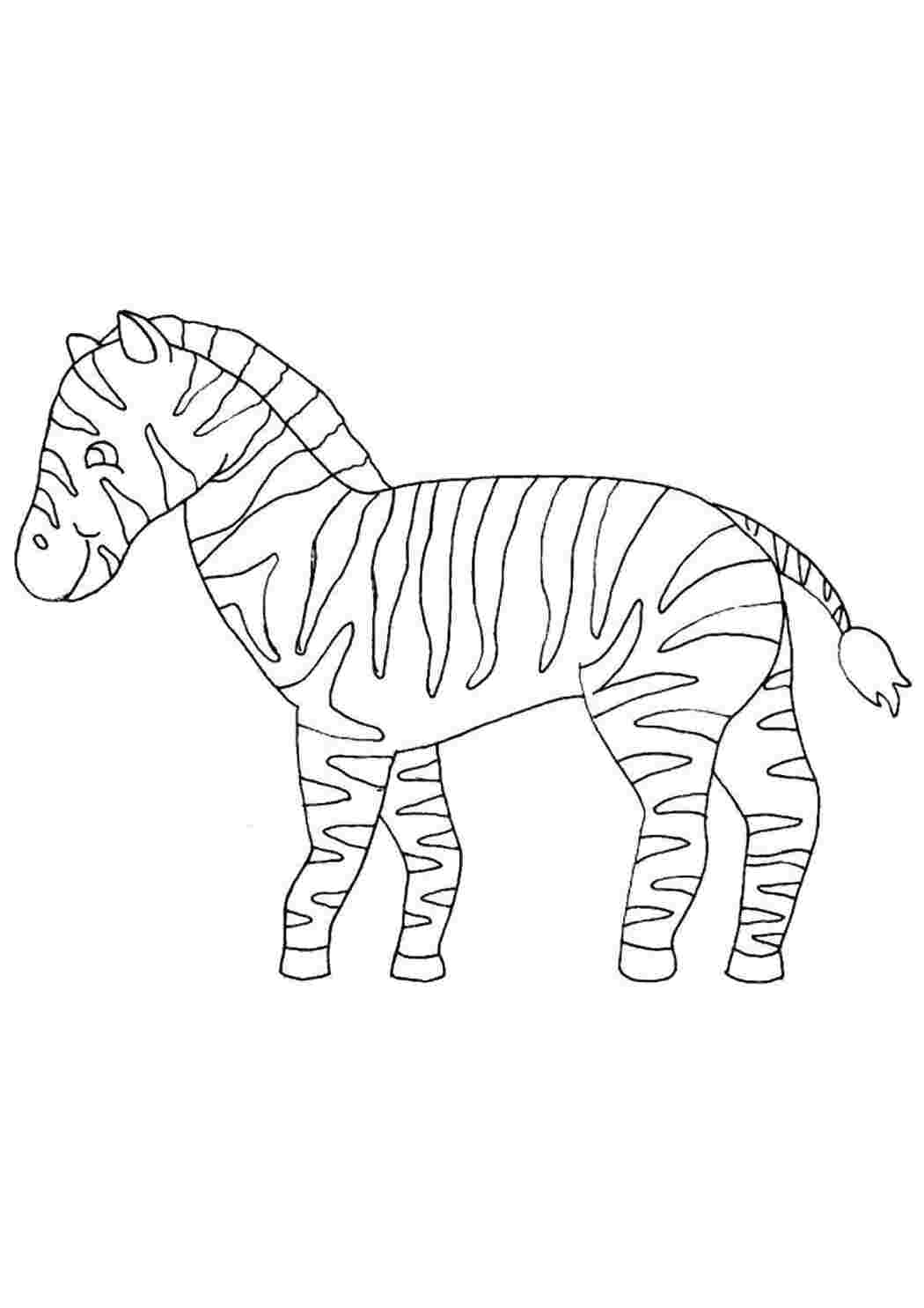 Раскраска Полосатая зебра