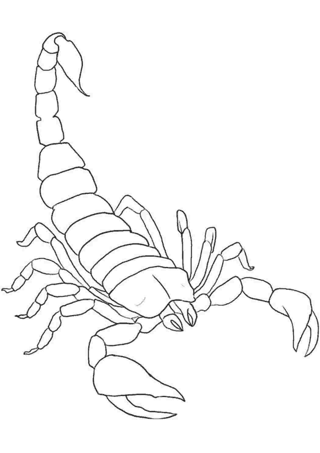 Раскраска Скорпион