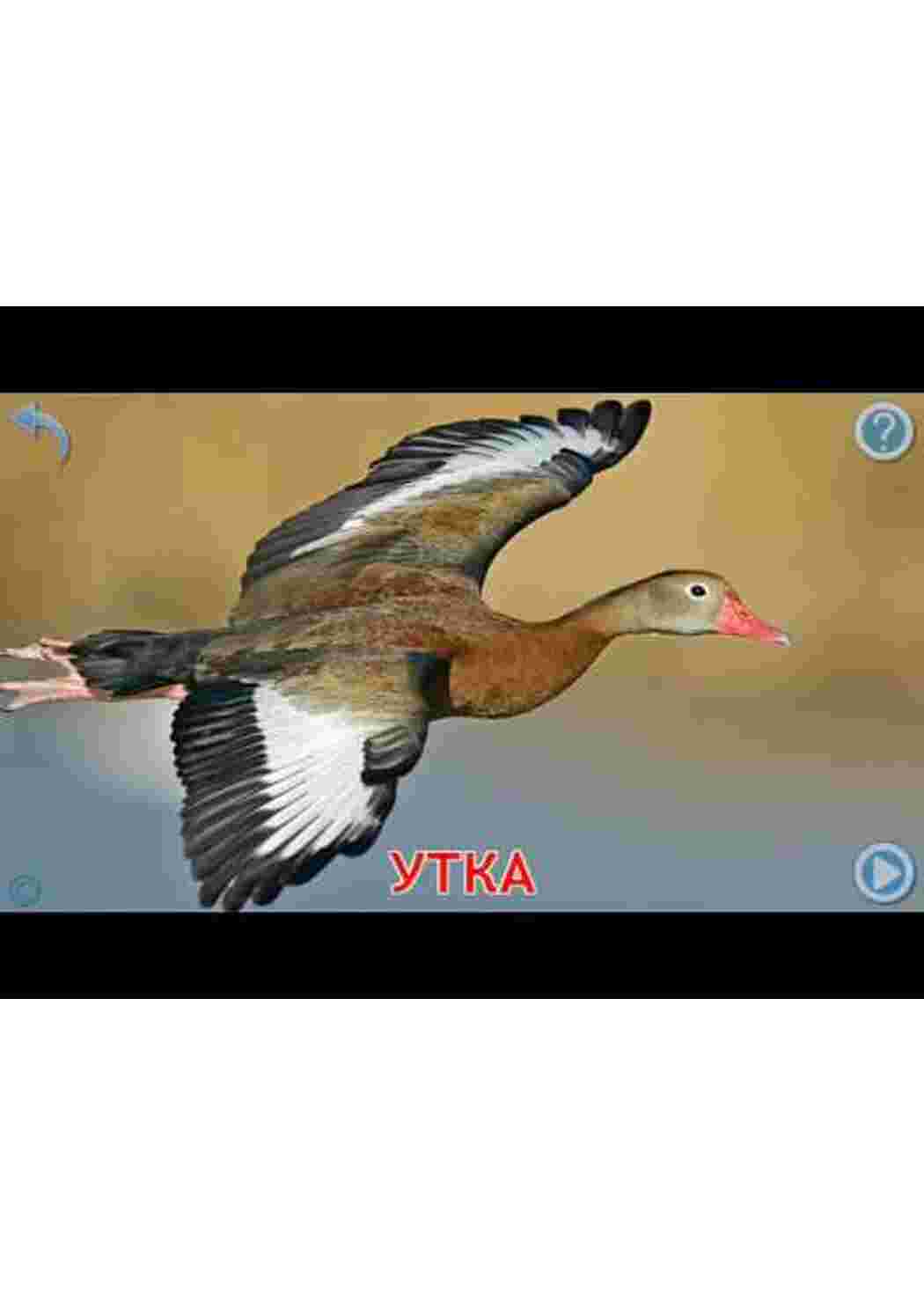 Раскраска карточка диких птиц 