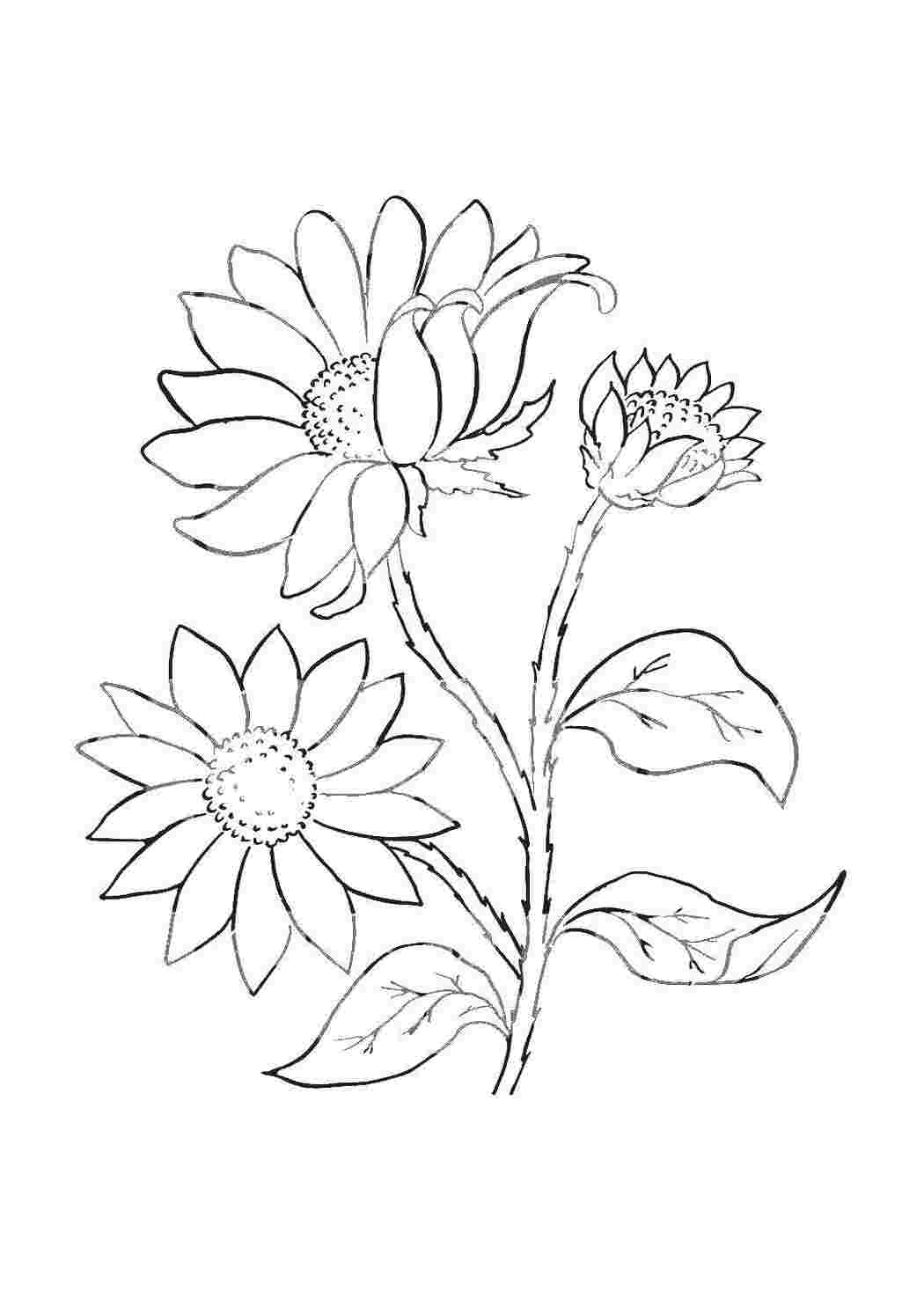 Раскраска Цветочки