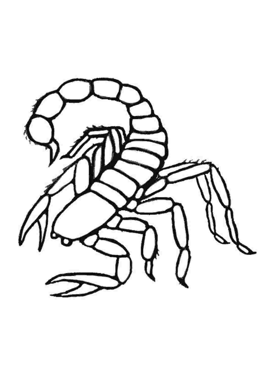Раскраска Скорпион