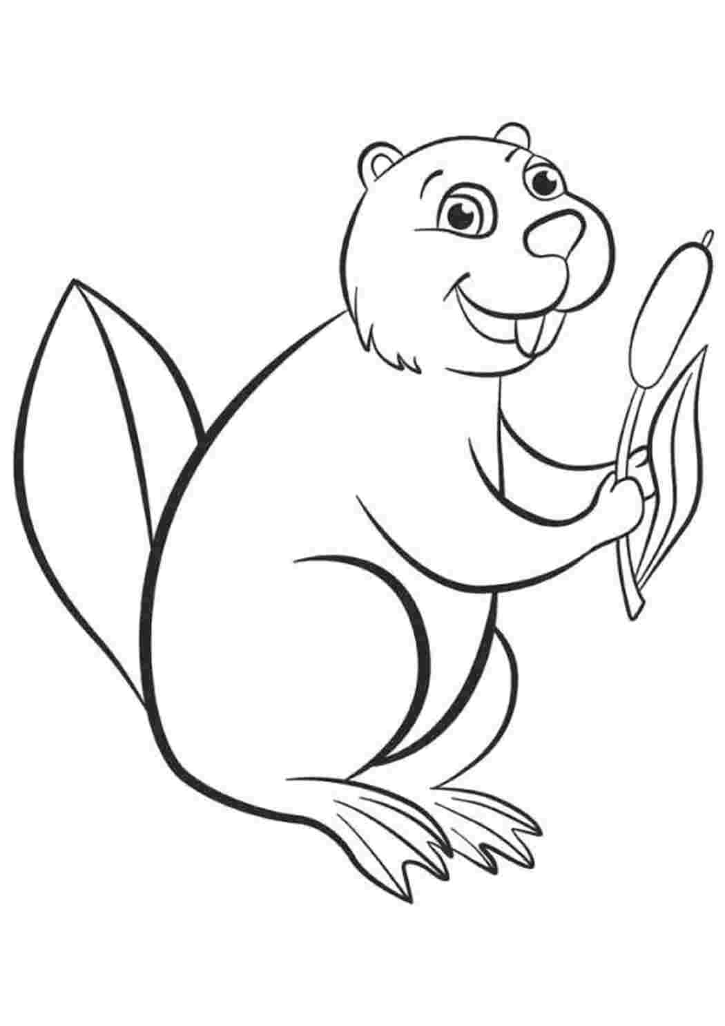 Раскраска Бобрик