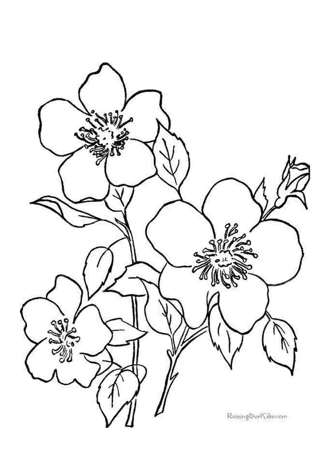 Раскраска Красивые цветы.