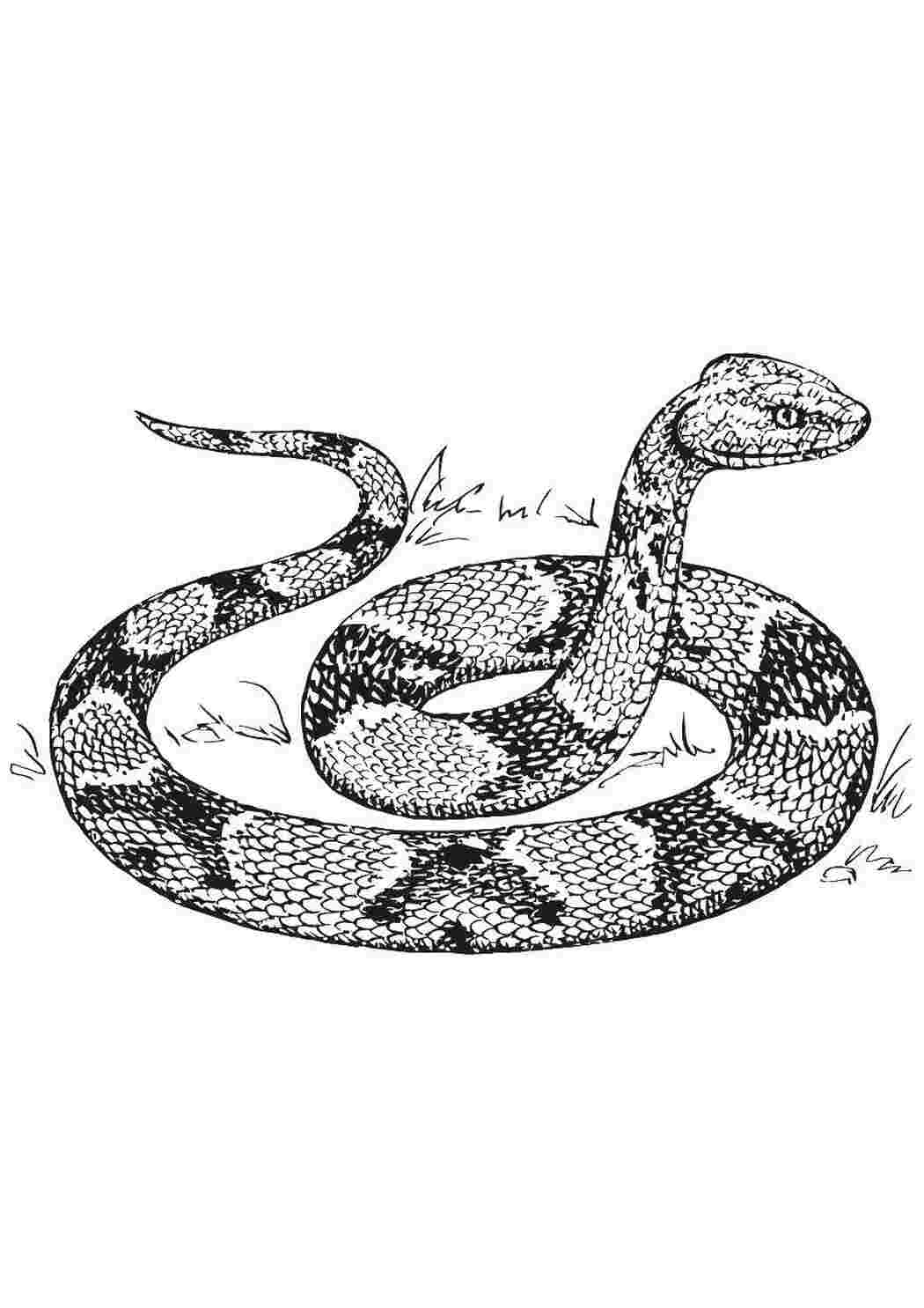 Рисунок змеи спереди