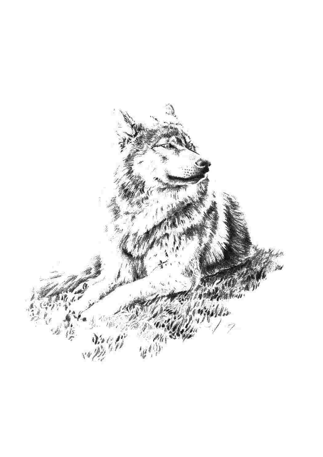 Раскраска Волк