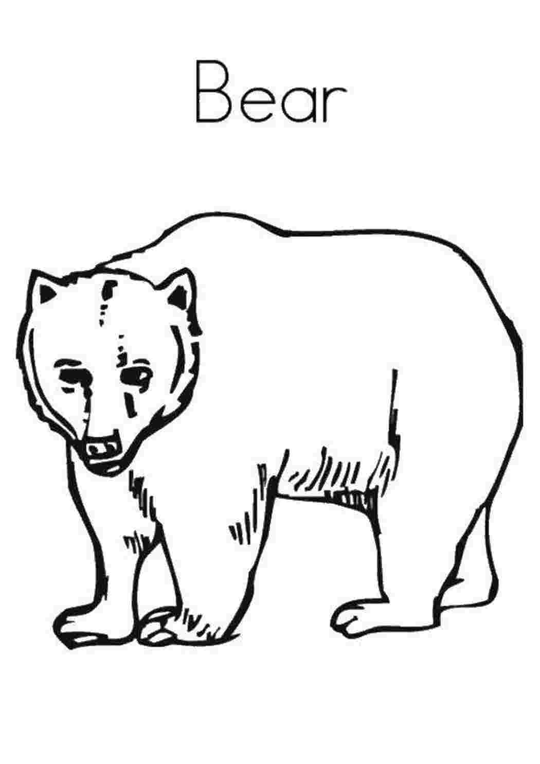Как на английском будет медведь. Медведь раскраска. Медведь раскраска для детей. Медведь картинка для детей раскраска. Медведь контурный рисунок.