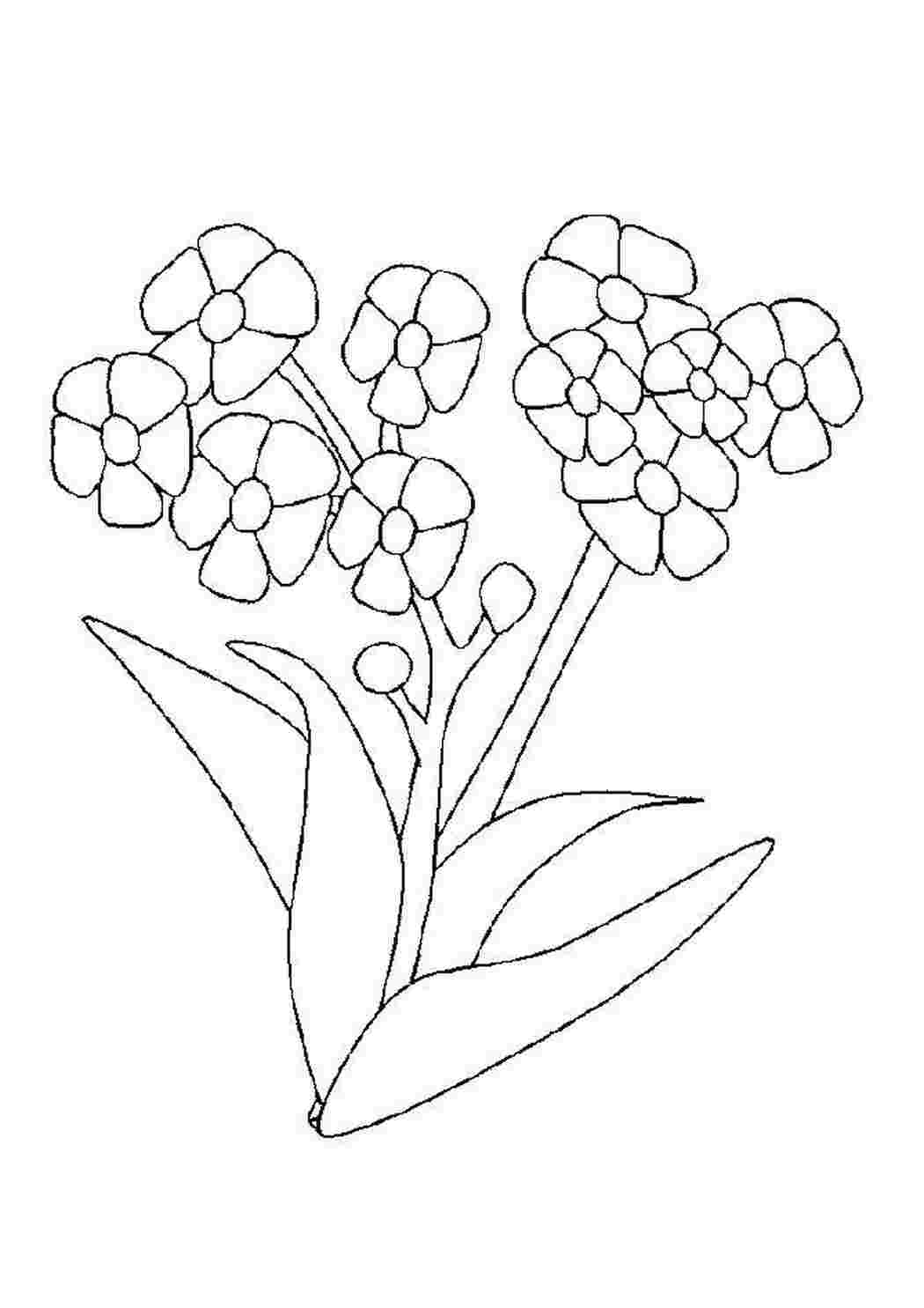 Раскраска Цветы