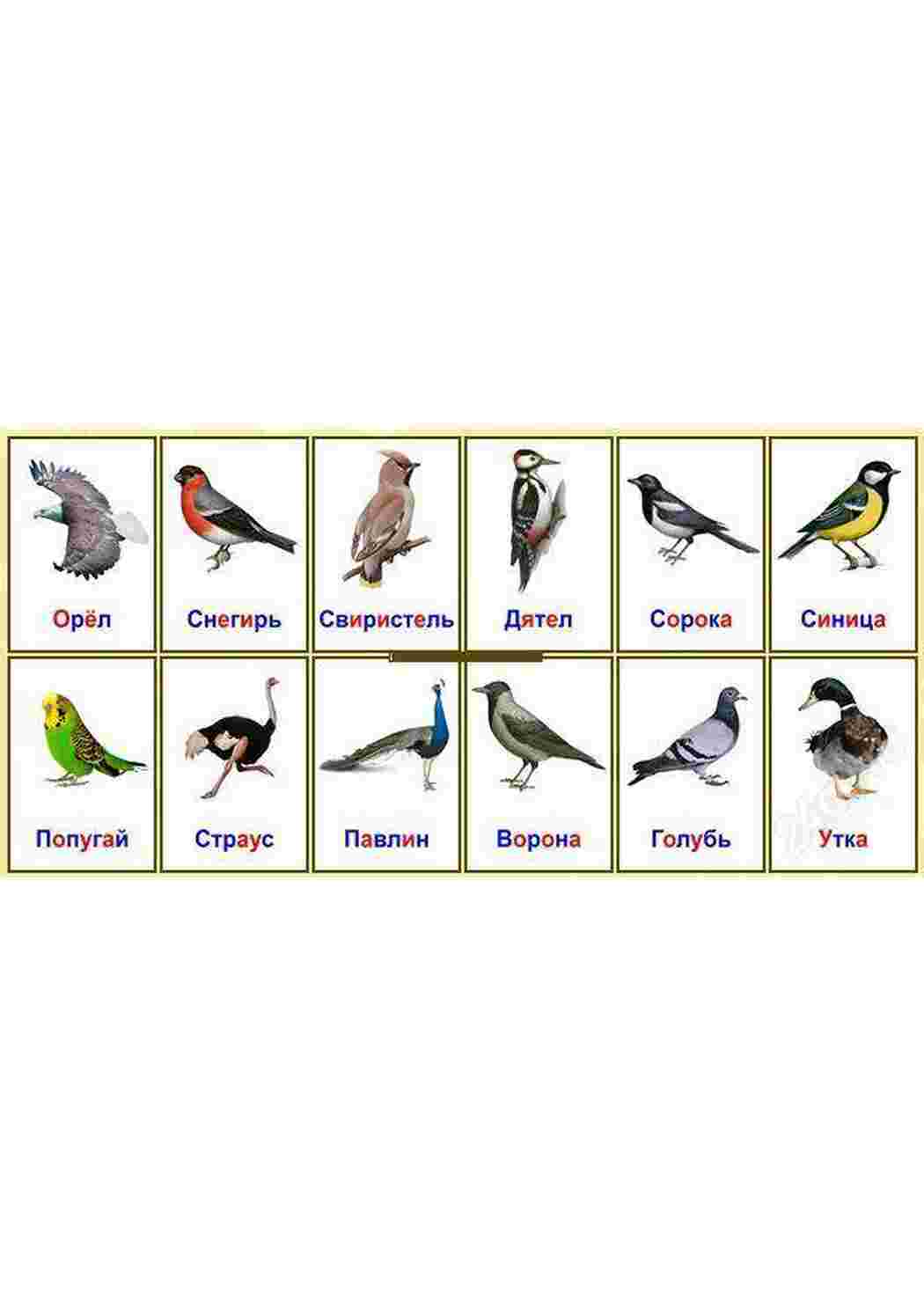 Раскраска карточка диких птиц 