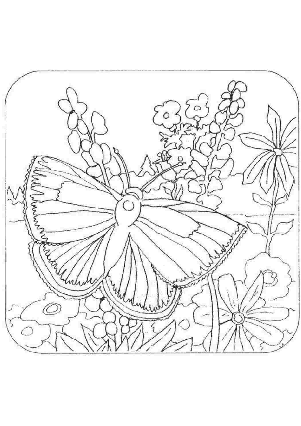 Раскраска Бабочка на цветке