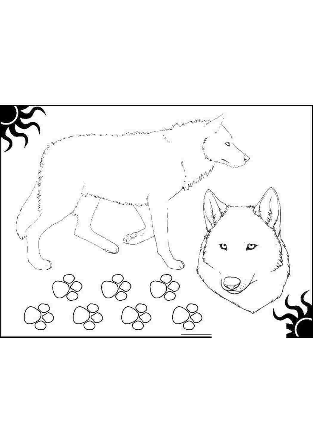 Раскраска Волк