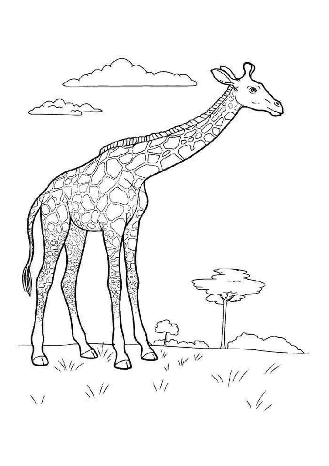Раскраска Жираф