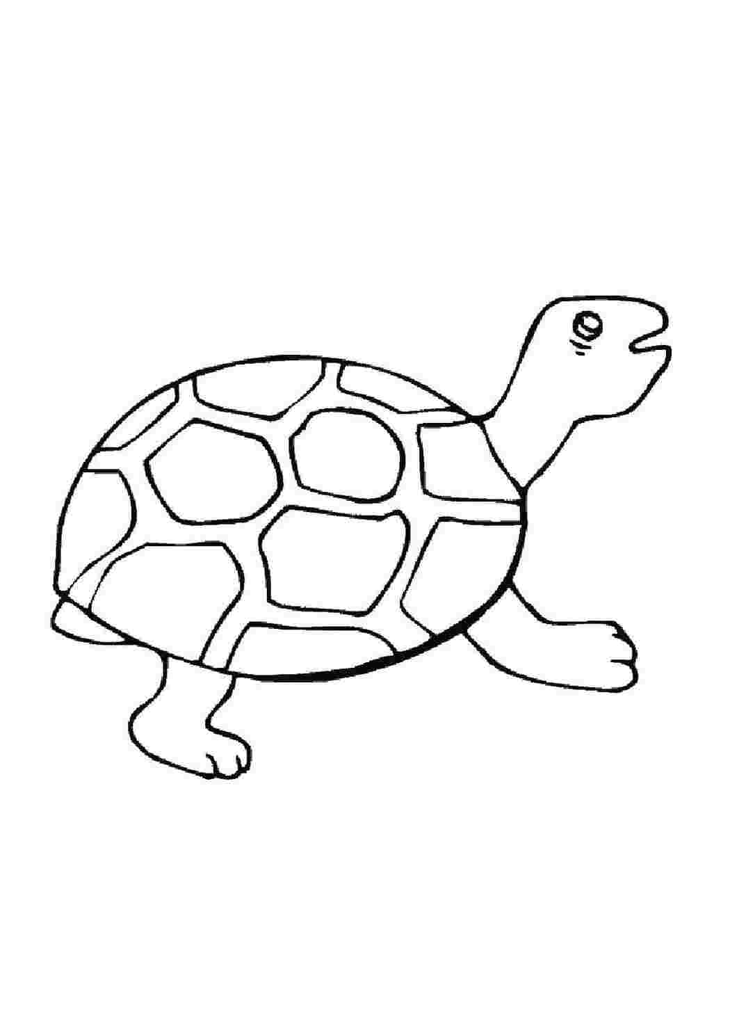 Оливковая черепаха раскраска