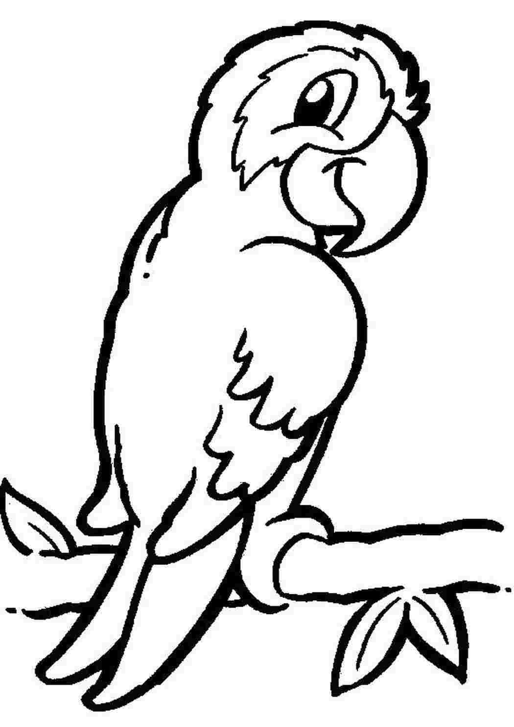 Раскраска волнистый попугай