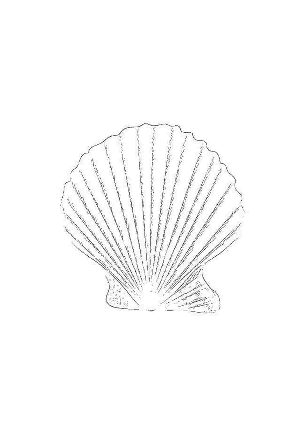 Раскраска Ракушка