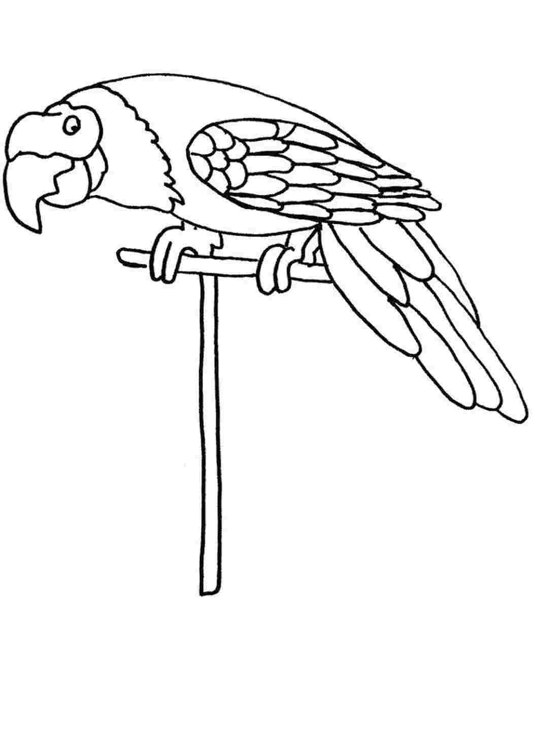 Раскраска попугай на жёрдочке 
