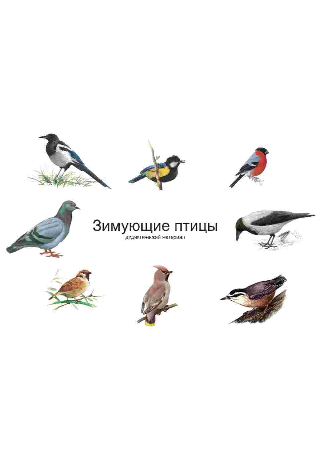 Раскраска карточка диких птиц 