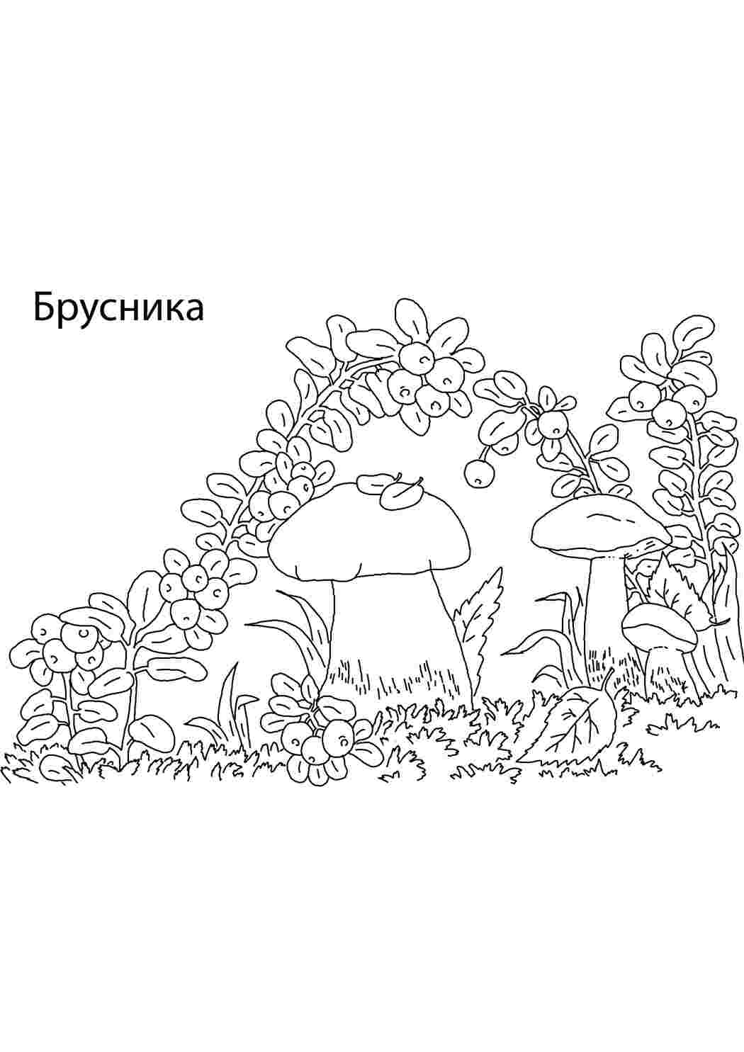 Раскраска Брусника