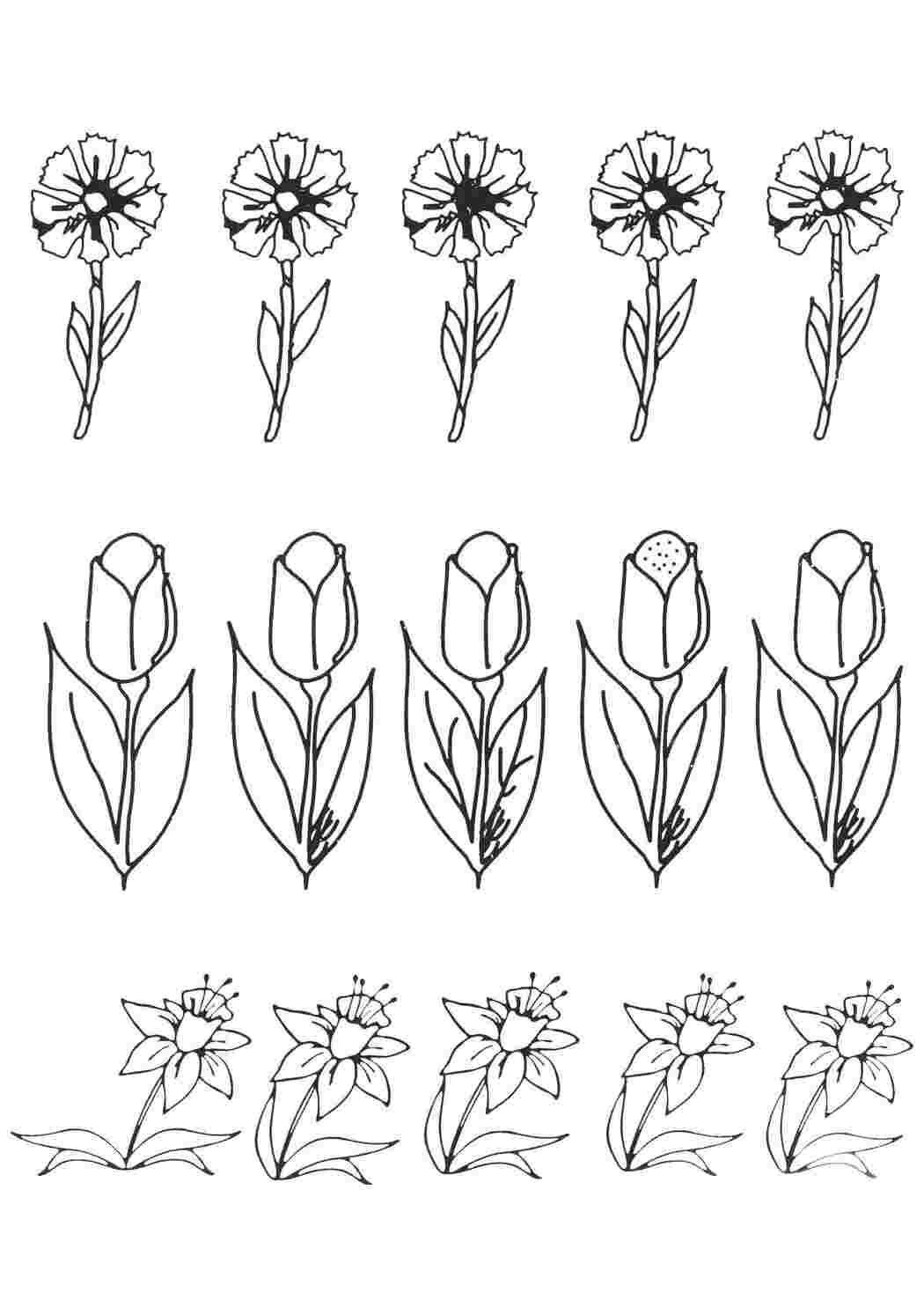 Раскраска Цветы