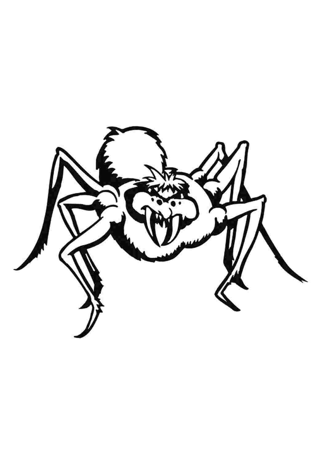 Раскраска Опасный паук
