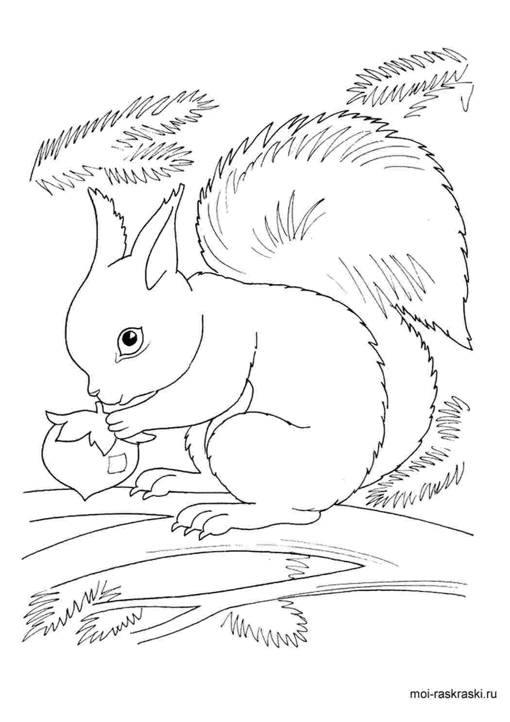 Раскраска Белка