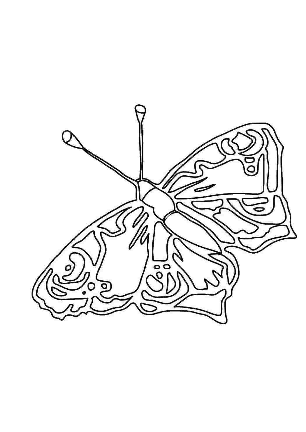 Раскраска Бабочка
