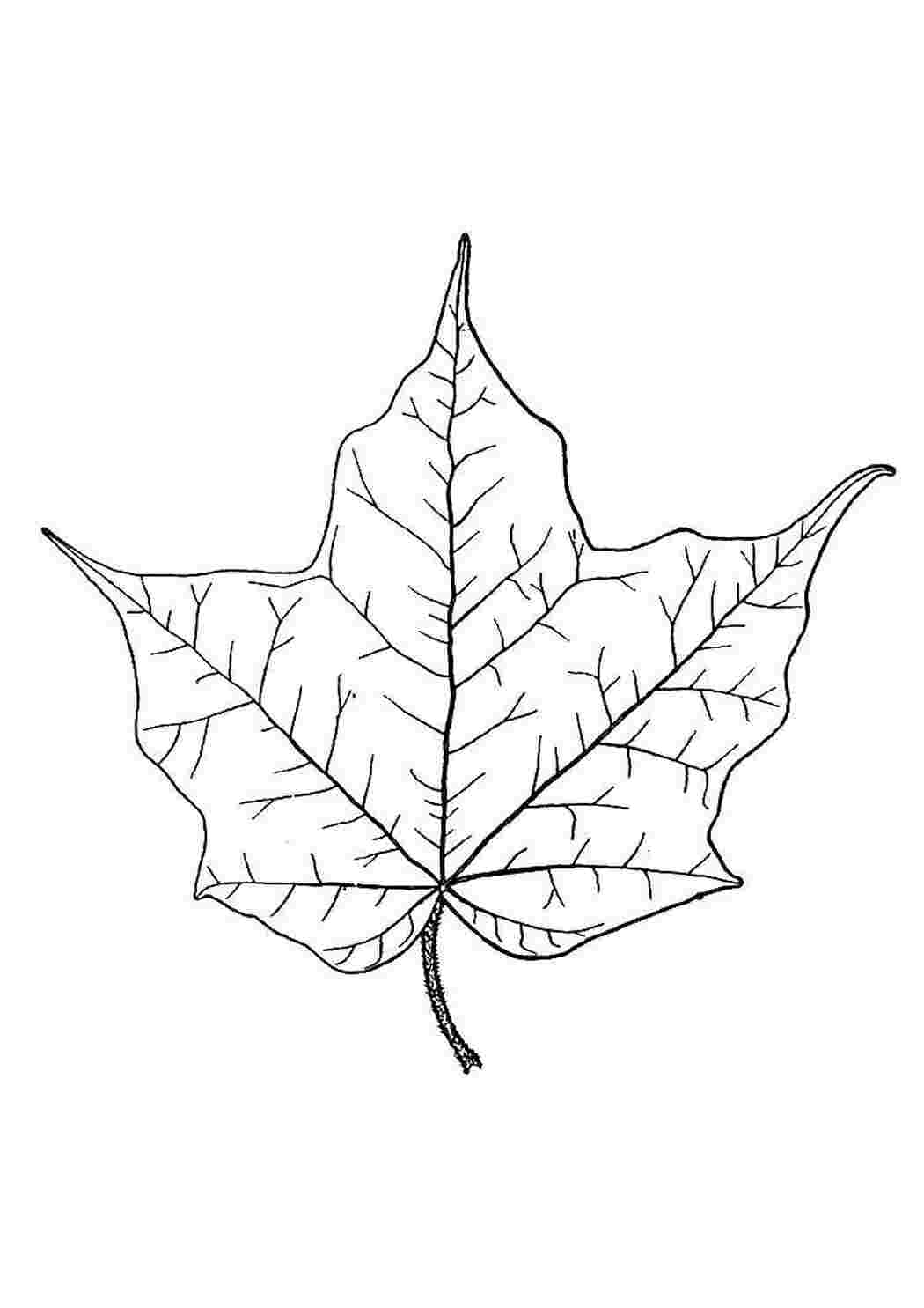 Раскраска листьев клена