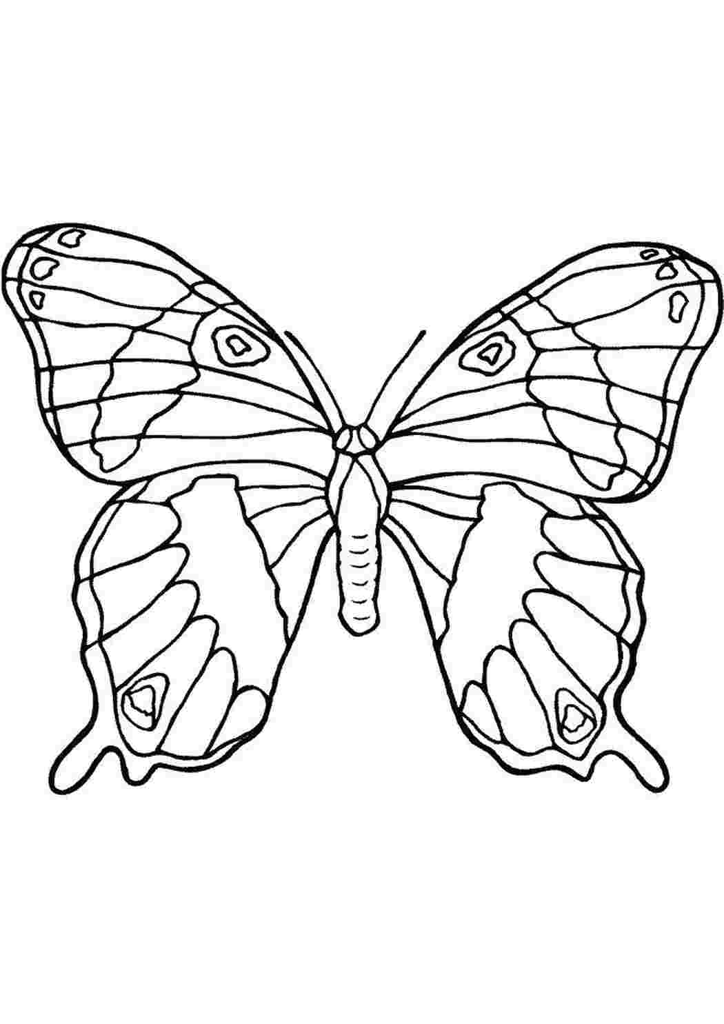 Бабочка рисунок раскраска