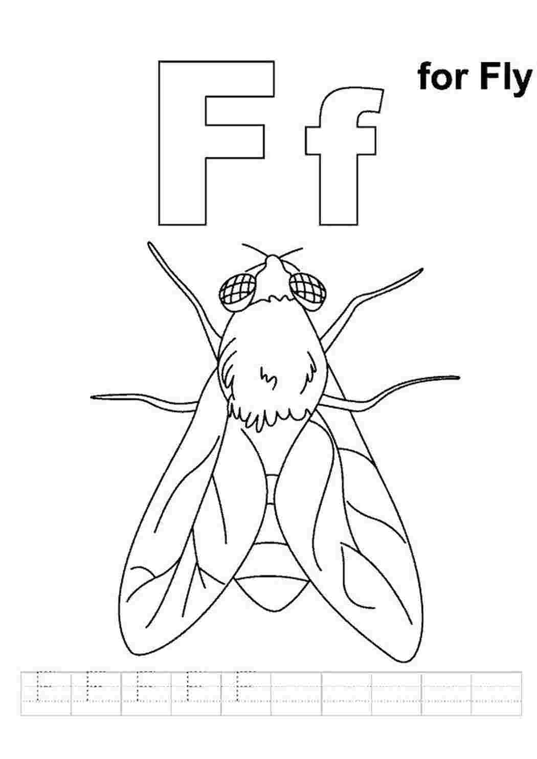 Буква муха. Муха раскраска. Муха раскраска для детей. Муха контур. Муха шаблон.