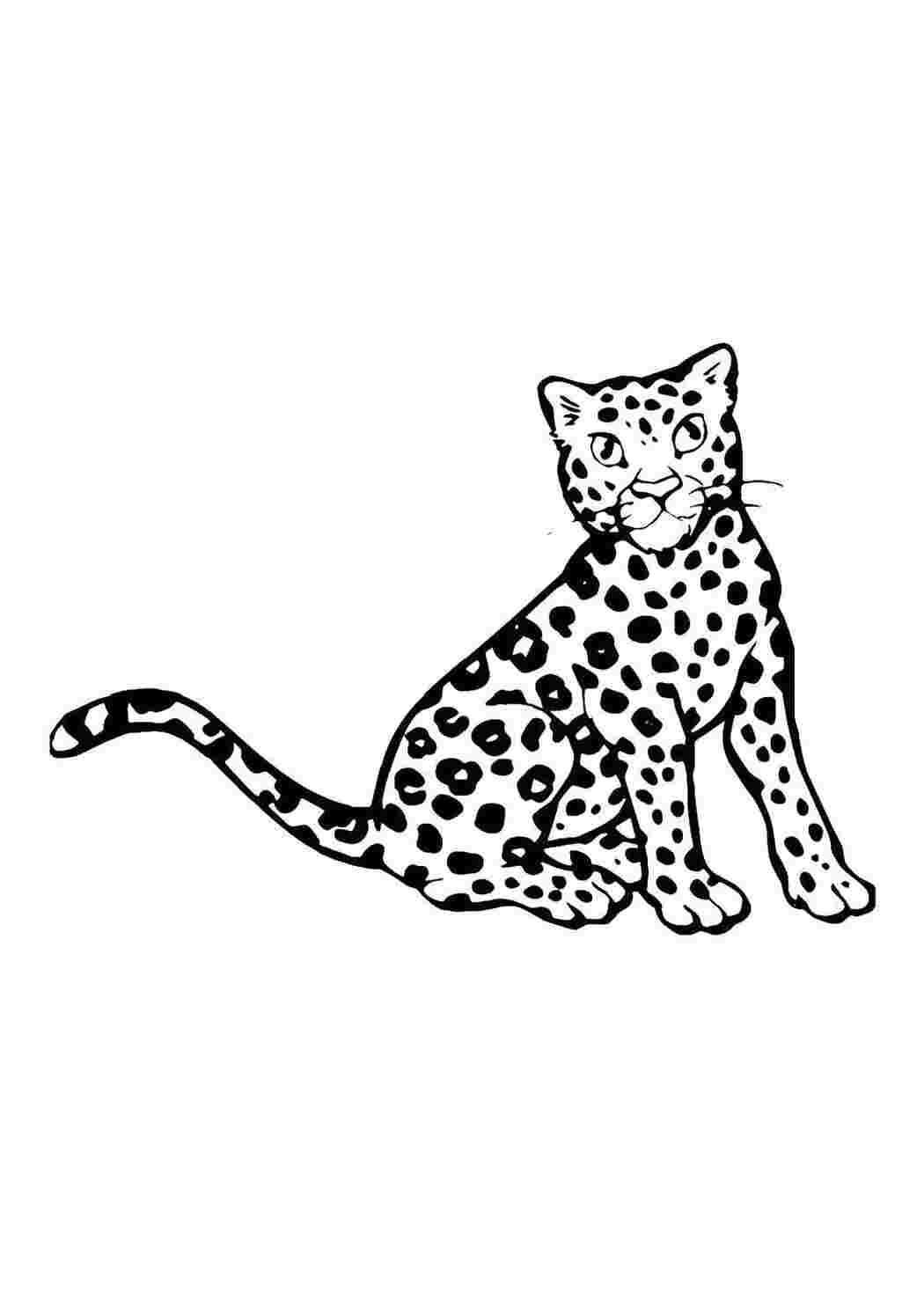 Раскраска Леопард