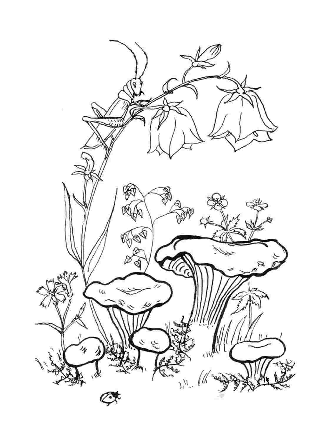 Раскраска волнушки