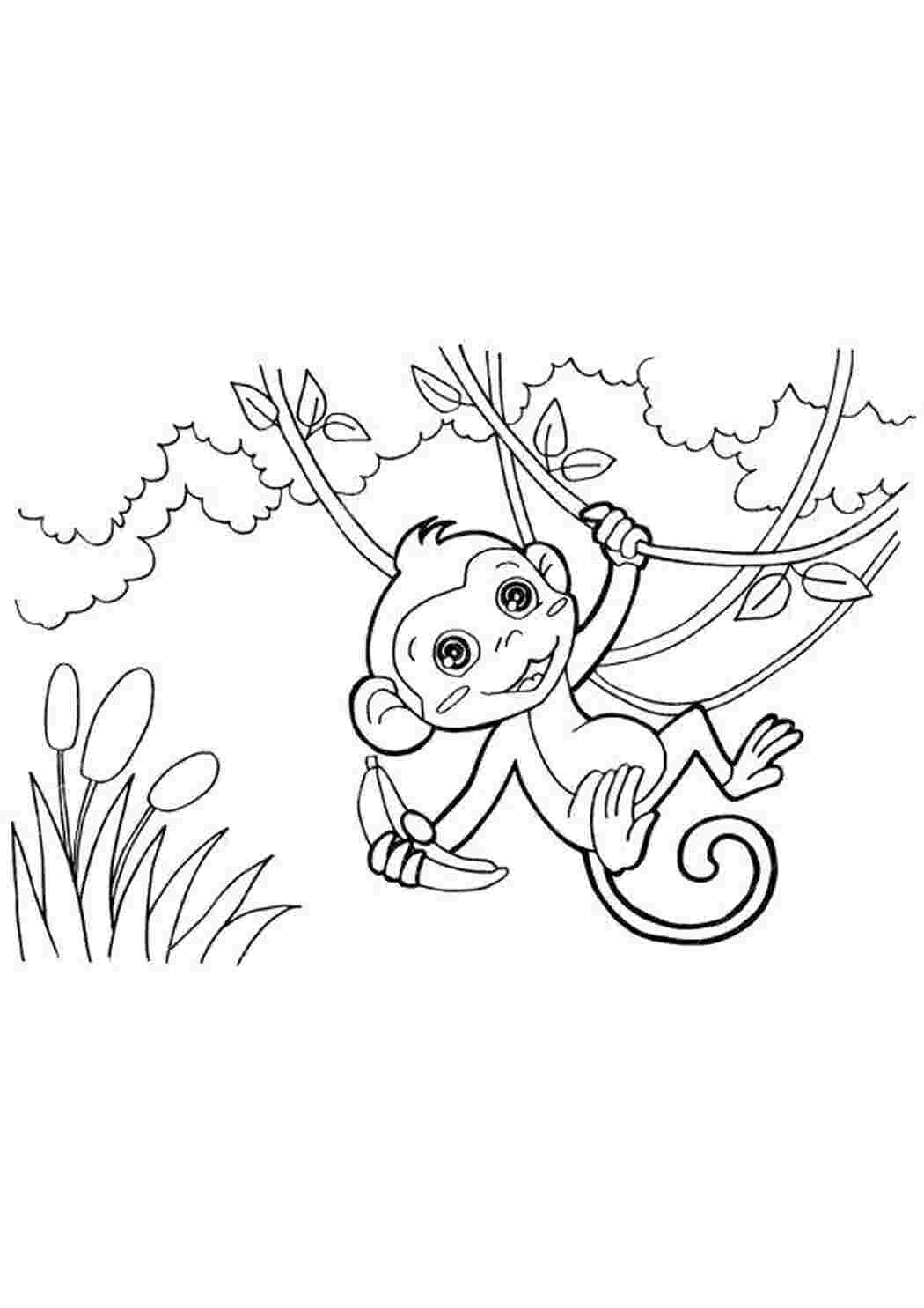 Раскраска обезьяна на лиане