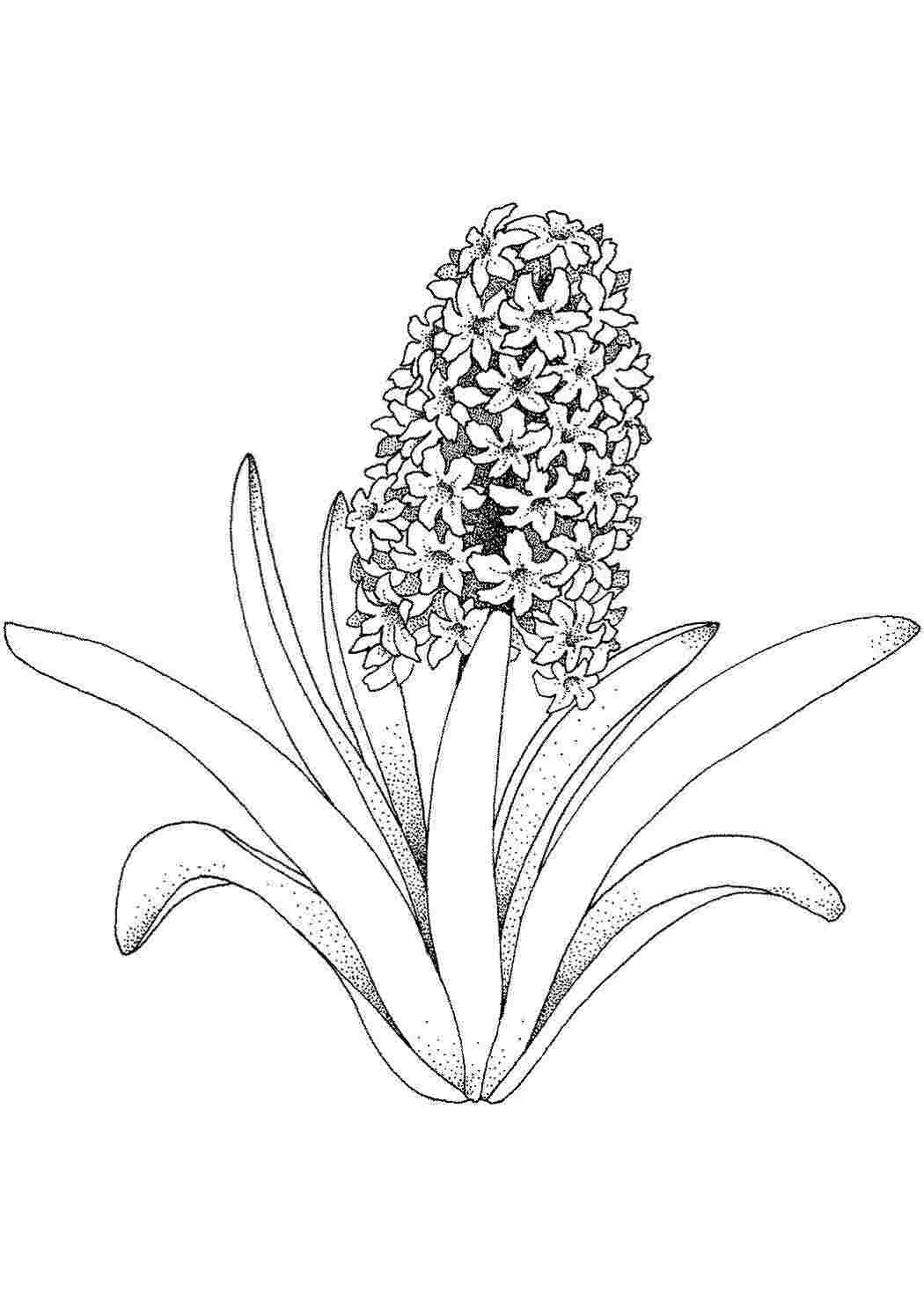Раскраска Цветок