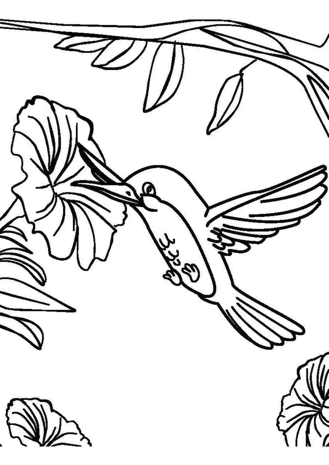 Раскраска Колибри