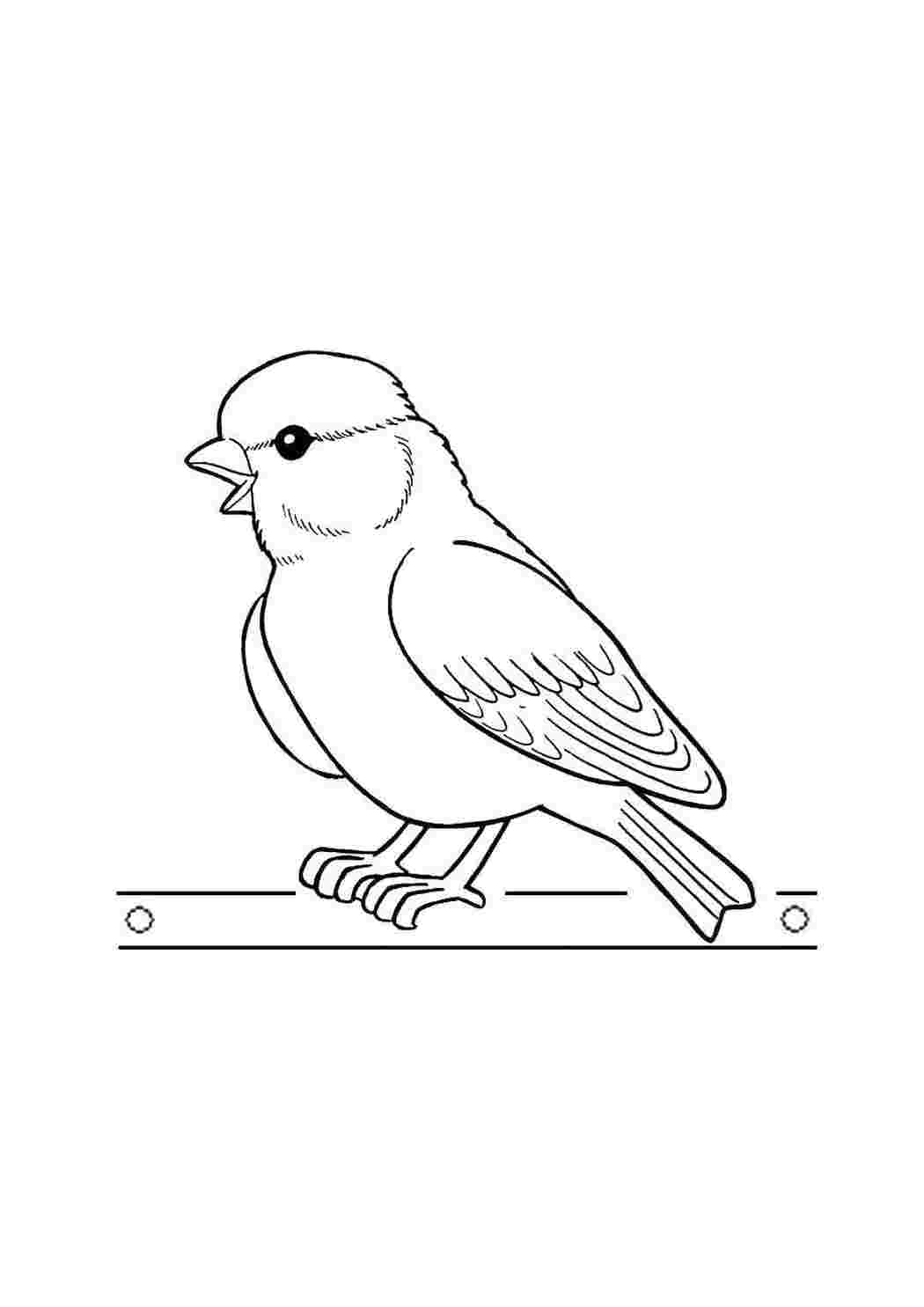 Раскраска Птичка