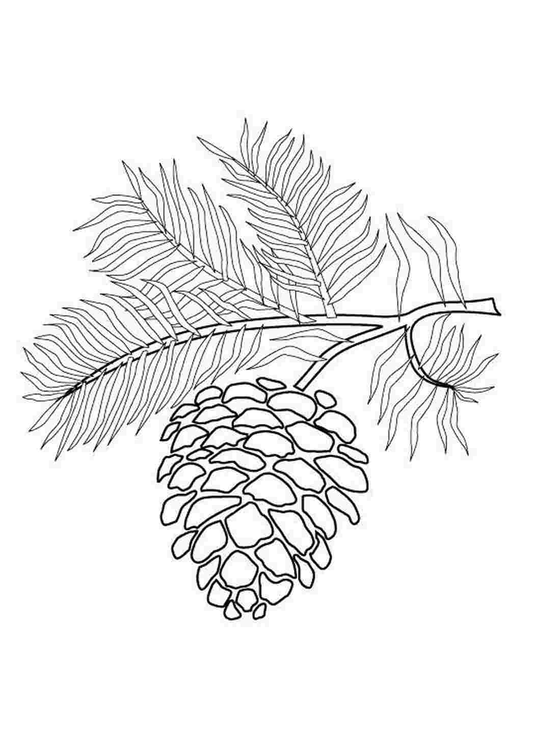 Раскраска Шишка на веточке