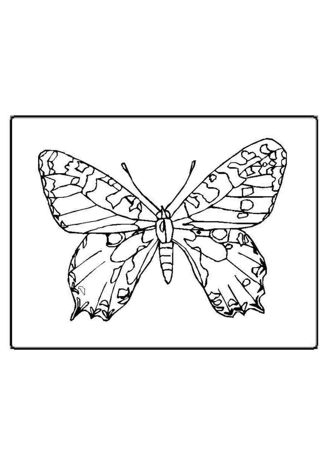 Раскраска Бабочка