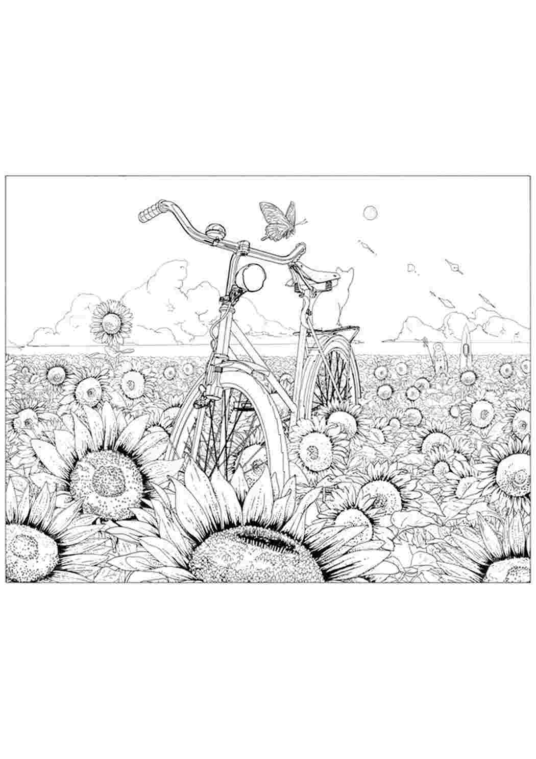 Раскраска подсолнухи