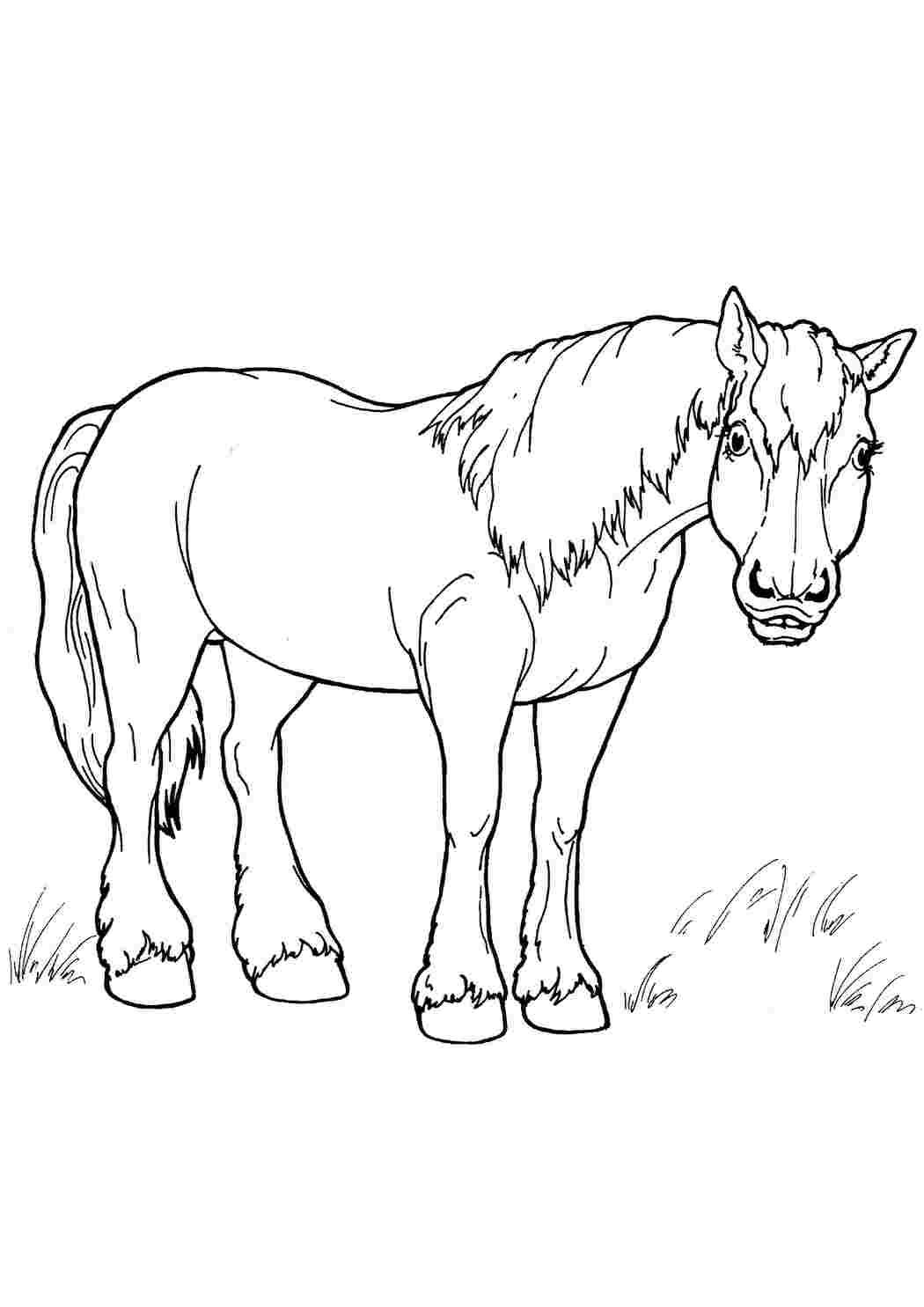 Раскраска Лошадка