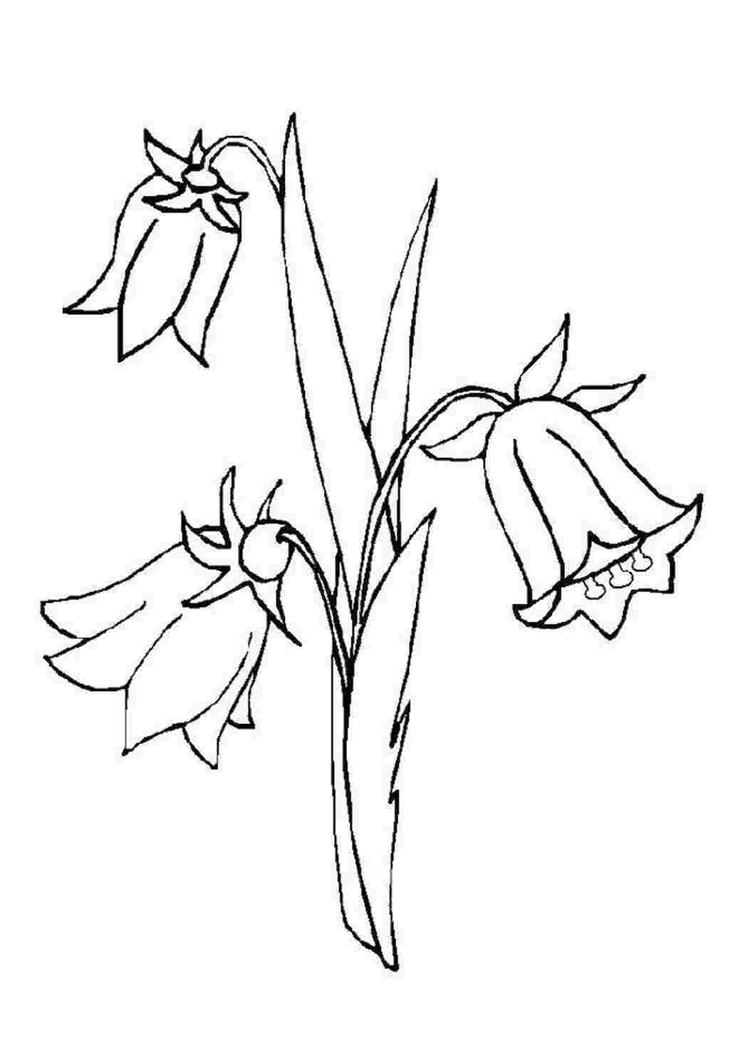 Раскраска Колокольчик