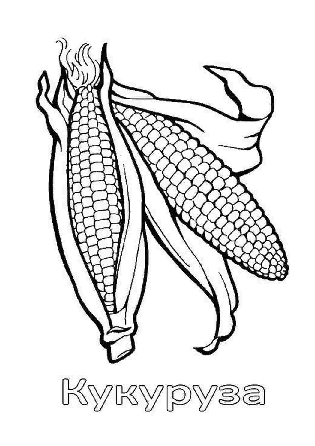 Раскраска Кукуруза